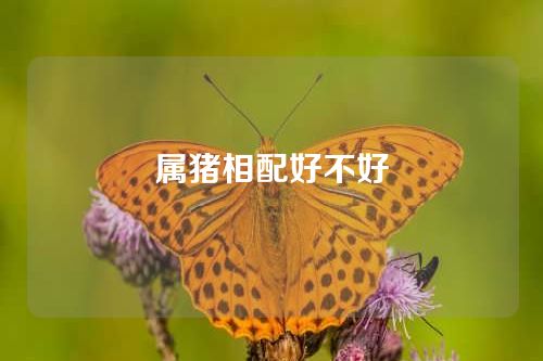 属猪相配好不好