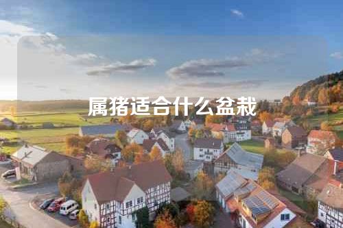 属猪适合什么盆栽