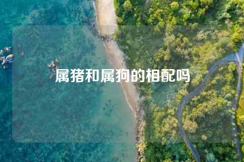 属猪和属狗的相配吗