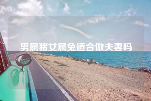男属猪女属兔适合做夫妻吗