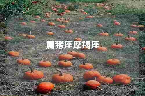 属猪座摩羯座