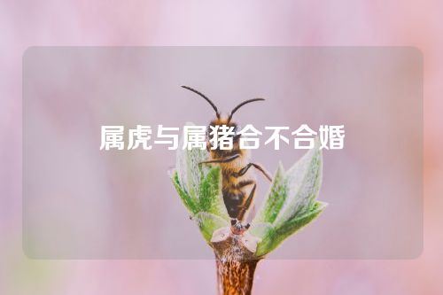 属虎与属猪合不合婚