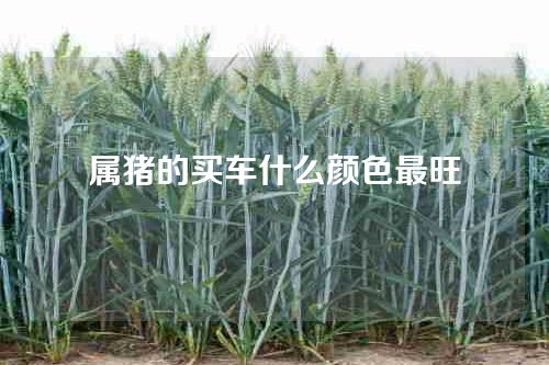 属猪的买车什么颜色最旺