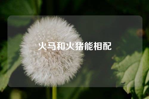 火马和火猪能相配
