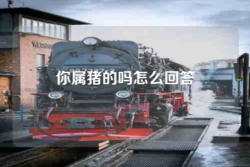 你属猪的吗怎么回答