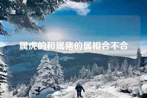 属虎的和属猪的属相合不合