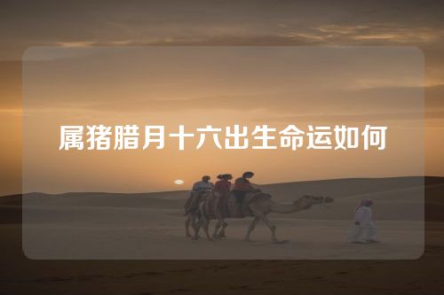 属猪腊月十六出生命运如何