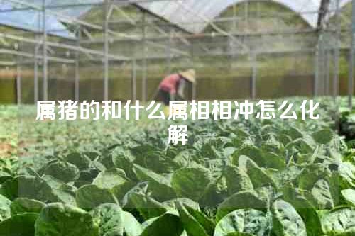 属猪的和什么属相相冲怎么化解
