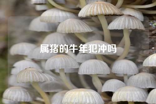 属猪的牛年犯冲吗