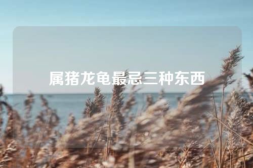 属猪龙龟最忌三种东西