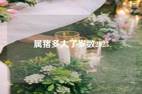 属猪多大了岁数2023