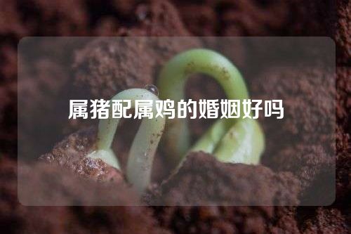 属猪配属鸡的婚姻好吗