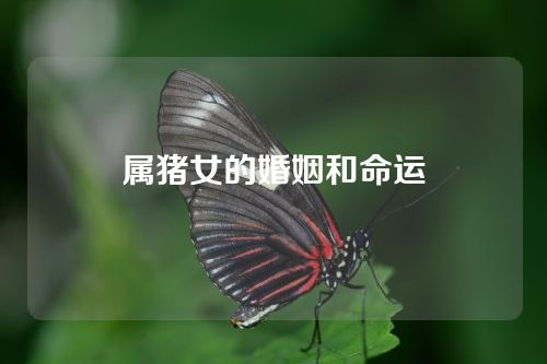 属猪女的婚姻和命运