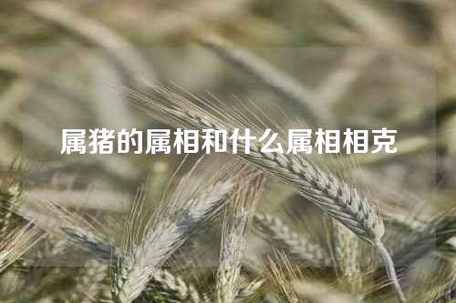 属猪的属相和什么属相相克