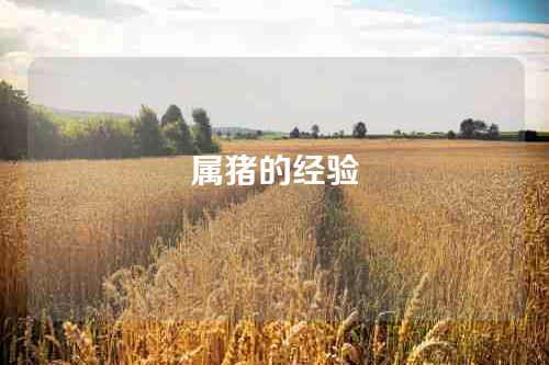 属猪的经验