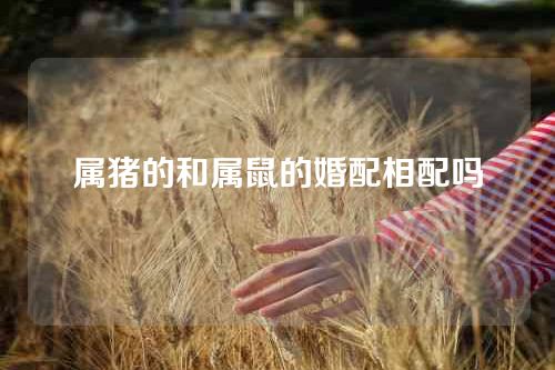 属猪的和属鼠的婚配相配吗