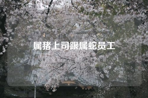 属猪上司跟属蛇员工