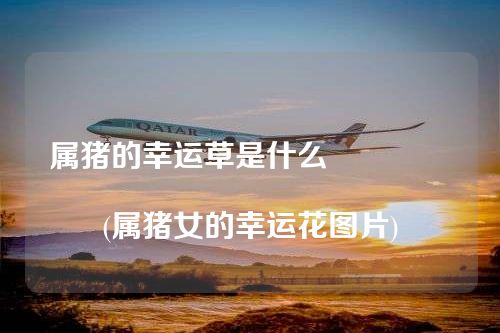 属猪的幸运草是什么																			(属猪女的幸运花图片)