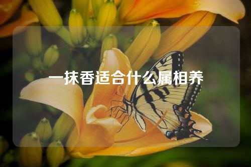 一抹香适合什么属相养