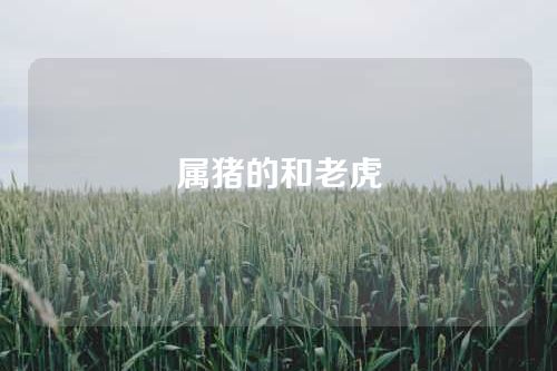 属猪的和老虎