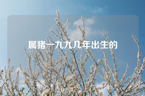 属猪一九九几年出生的