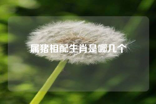 属猪相配生肖是哪几个