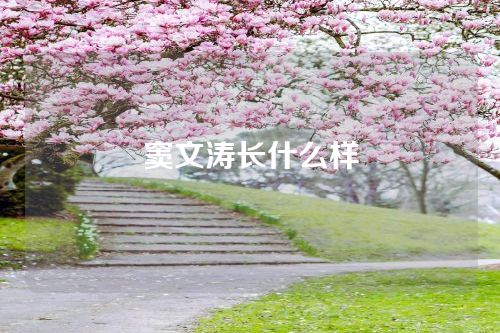 窦文涛长什么样