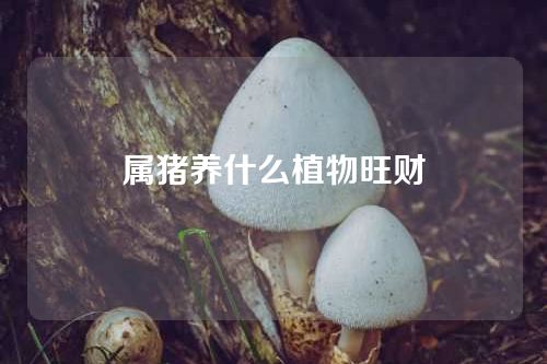 属猪养什么植物旺财