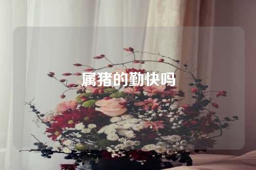 属猪的勤快吗