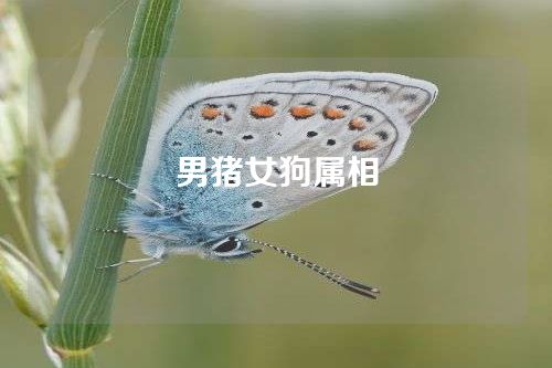 男猪女狗属相