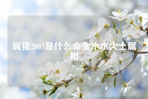 属猪2007是什么命金木水火土属相