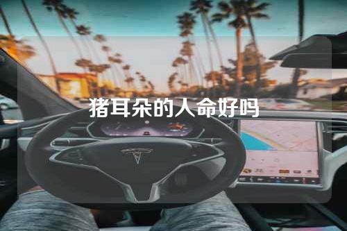 猪耳朵的人命好吗