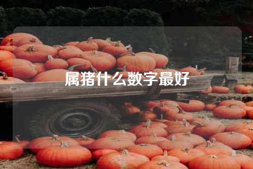 属猪什么数字最好