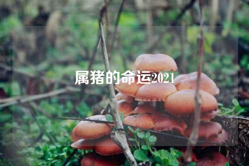属猪的命运2021