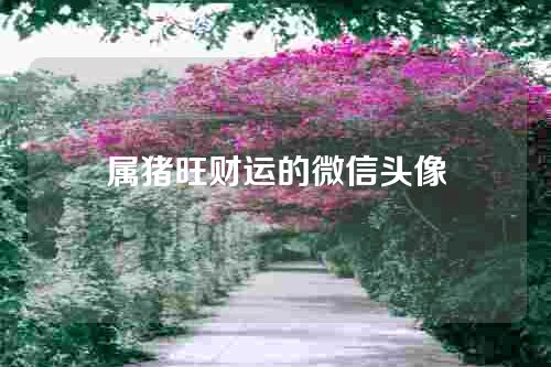 属猪旺财运的微信头像