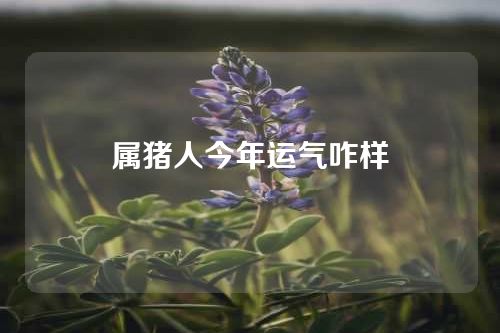 属猪人今年运气咋样