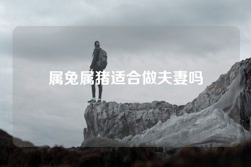 属兔属猪适合做夫妻吗