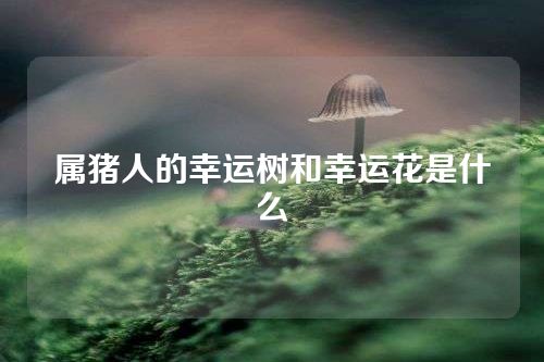 属猪人的幸运树和幸运花是什么