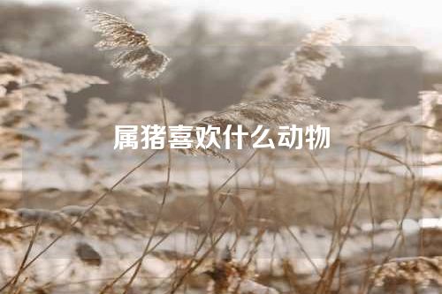 属猪喜欢什么动物