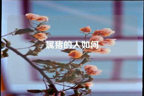 属猪的人如何