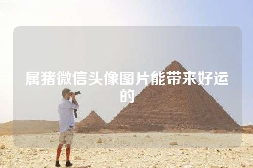 属猪微信头像图片能带来好运的