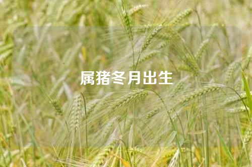属猪冬月出生
