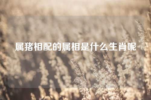 属猪相配的属相是什么生肖呢