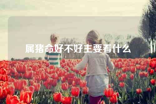 属猪命好不好主要看什么