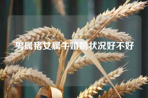 男属猪女属牛婚姻状况好不好
