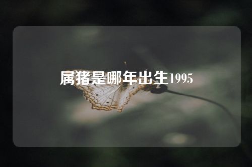 属猪是哪年出生1995