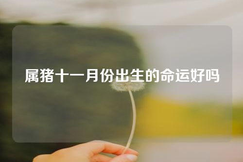 属猪十一月份出生的命运好吗