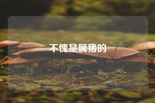 不愧是属猪的