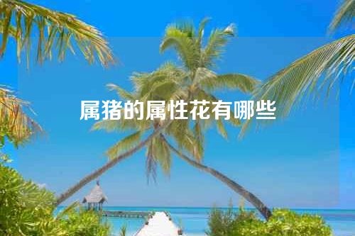 属猪的属性花有哪些