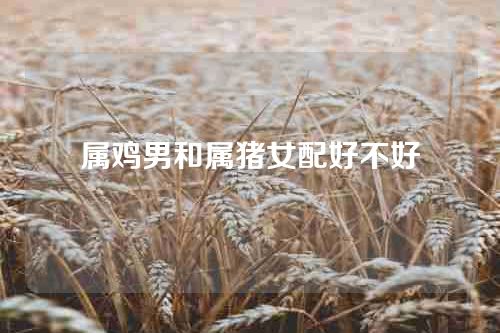 属鸡男和属猪女配好不好